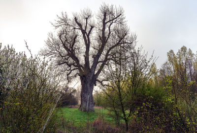 Bare trees on field against sky