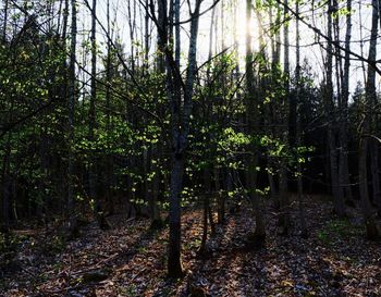 Trees in forest