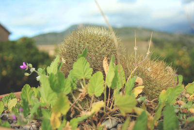 Close-up of flowering plants on land