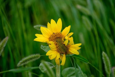 Close-up of yellow flower