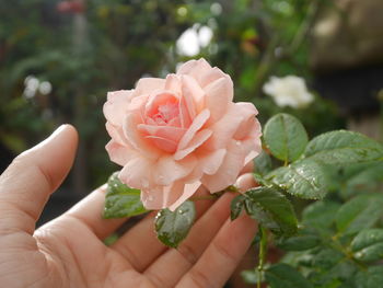 Close-up of hand holding rose