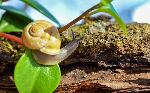 Snail Close-up