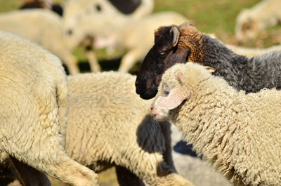 Close-up of a sheep