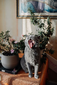 Cat sitting on floor at home