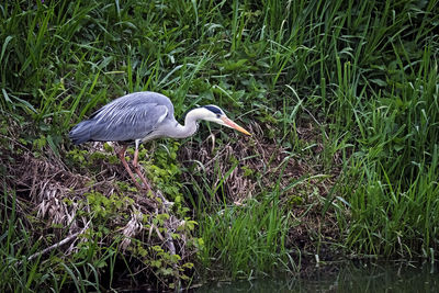 View of a bird on field