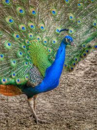 Close-up of peacock