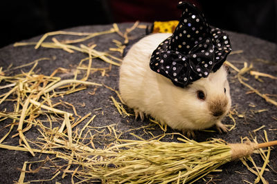 Guinea pig