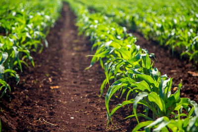 Close-up of fresh green plants in field