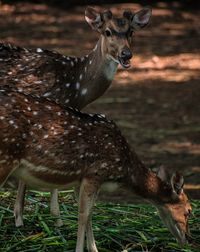 Deer standing on field