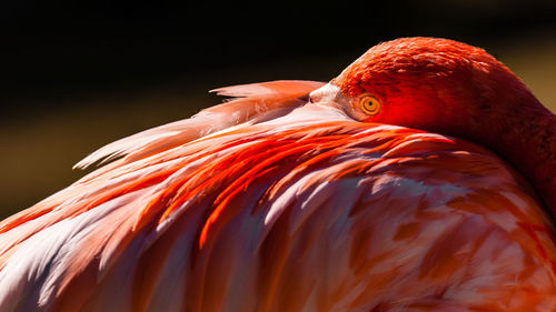 Close-up of a bird