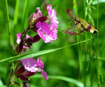 Close-up of bee on flower