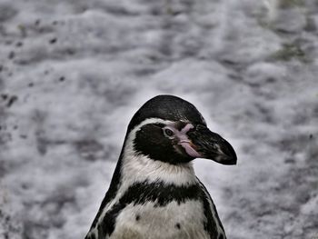 Close-up of bird against blurred background