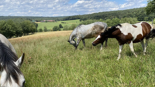 Cows in a field