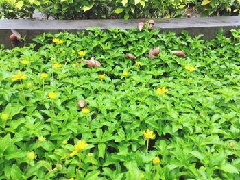 Close-up of fruits growing on plant