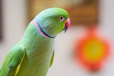 Unique animal psittacula krameri manillensis parrot in green color
