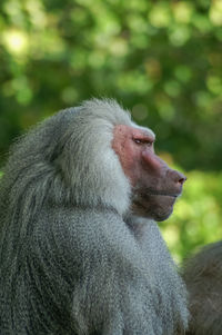 Close-up of monkey