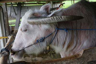 Close-up of a horse