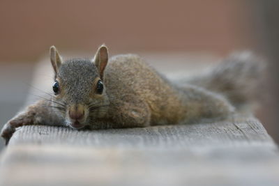 Closeup of squirrel lying down on a wooden rail trying to cool off from the heat