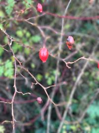 Close-up of red berries growing on tree