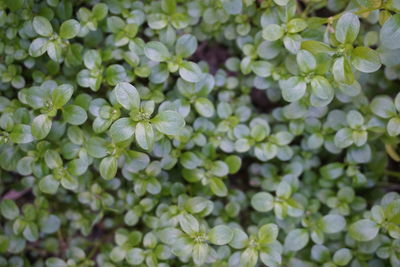 Close-up of flowers blooming outdoors