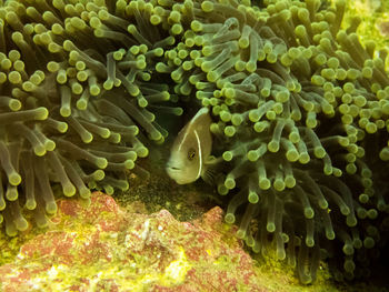 Close-up of coral swimming in sea