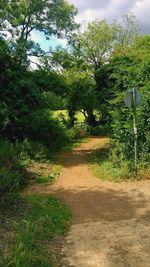 Footpath along trees