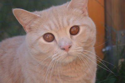 Close-up portrait of cat