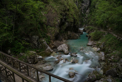 Scenic view of river amidst trees in forest