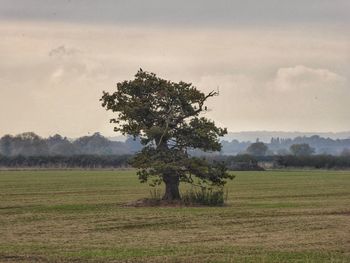 Tree on field against sky