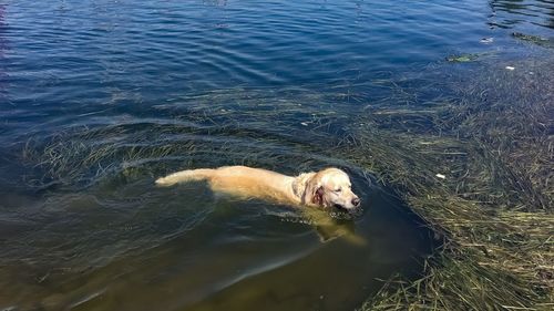 High angle view of dog swimming in sea