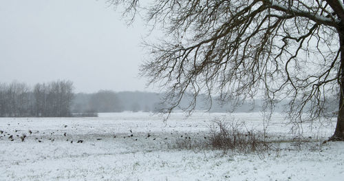 Bare trees on field during winter