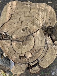 Close-up of tree stump in forest