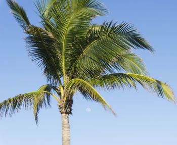 Low angle view of palm tree against sky