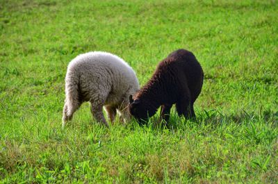 Sheep grazing on grassland