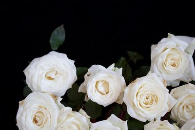 Close-up of white flowers against black background