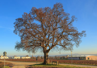 Bare tree on field against buildings in city