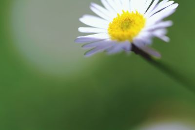 Close-up of yellow flower