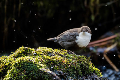 Close-up of bird perching on a tree