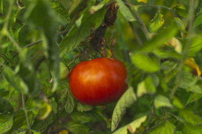 Close-up of tomatoes on plant