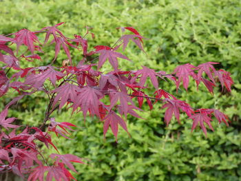 Close-up of maple leaves