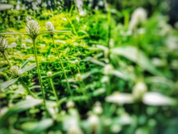 Close-up of flowering plants on field