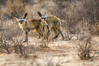 Portrait of desert foxes