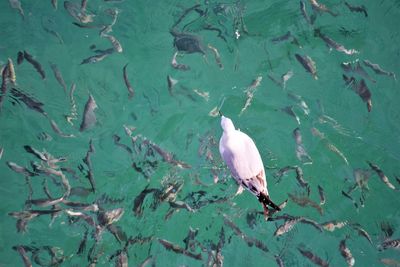 High angle view of bird perching on lake