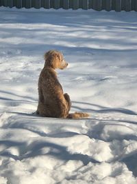 Cat sitting in a snow