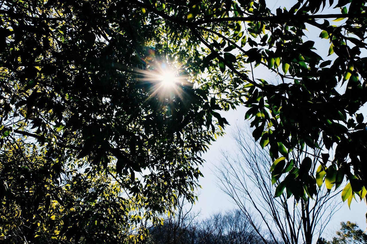 tree, low angle view, sunbeam, lens flare, sunlight, sun, branch, nature, growth, bright, day, no people, beauty in nature, outdoors, tranquility, sky, leaf, scenics, clear sky