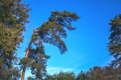 Low angle view of trees against blue sky