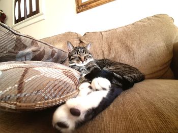 Portrait of cat resting on sofa at home