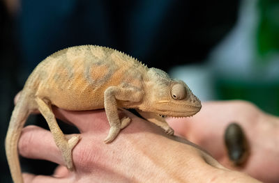 Close-up of hand feeding a lizard