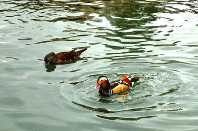 High angle view of duck swimming in lake