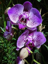 Close-up of purple orchid flowers